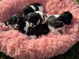 5 chiots Caniche mâles à réserver non LOF nés en mai 2026