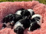 5 chiots Caniche mâles à réserver non LOF nés en mai 2026