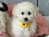 2 chiots femelles Caniche blanches de mars 2026 à vendre non LOF