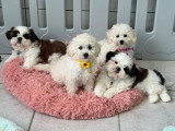 2 chiots femelles Caniche blanches de mars 2026 à vendre non LOF