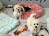 2 chiots femelles Caniche blanches de mars 2026 à vendre non LOF
