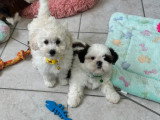 2 chiots femelles Caniche blanches de mars 2026 à vendre non LOF