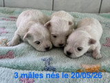 3 chiots Bichon Maltais mâles à réserver LOF nés en mai 2026