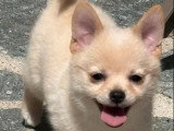 3 chiots Pomchi mâles nés en mars 2026 non LOF à vendre