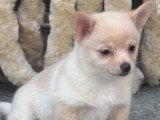 3 chiots Pomchi mâles nés en mars 2026 non LOF à vendre
