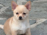 3 chiots Pomchi mâles nés en mars 2026 non LOF à vendre