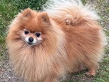 3 chiots Pomchi mâles nés en mars 2026 non LOF à vendre