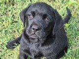 5 chiots Retriever du Labrador LOF nés en mars 2026 à vendre