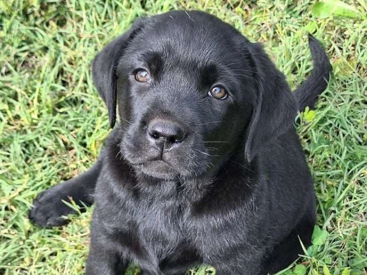5 chiots Retriever du Labrador LOF nés en mars 2026 à vendre