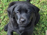 5 chiots Retriever du Labrador LOF nés en mars 2026 à vendre