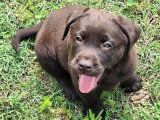 5 chiots Retriever du Labrador LOF nés en mars 2026 à vendre