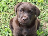 5 chiots Retriever du Labrador LOF nés en mars 2026 à vendre