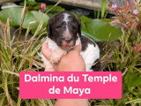 Chiots Grand Caniche à réserver