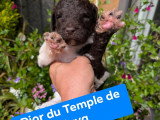 Chiots Grand Caniche à réserver