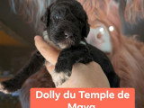 Chiots Grand Caniche à réserver