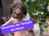 Chiots Grand Caniche à réserver