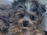 Deux chiots Maltipoo non LOF mâle et femelle merle nés mars 2026 en vente