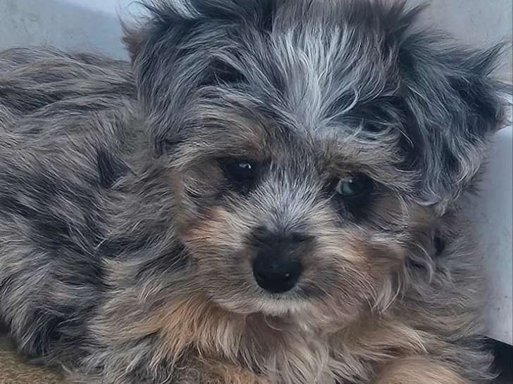 Deux chiots Maltipoo non LOF mâle et femelle merle nés mars 2026 en vente