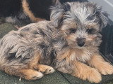 Deux chiots Maltipoo non LOF mâle et femelle merle nés mars 2026 en vente