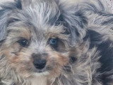 Deux chiots Maltipoo non LOF mâle et femelle merle nés mars 2026 en vente
