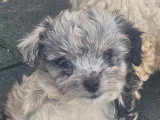Deux chiots Maltipoo non LOF mâle et femelle merle nés mars 2026 en vente