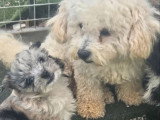 Deux chiots Maltipoo non LOF mâle et femelle merle nés mars 2026 en vente