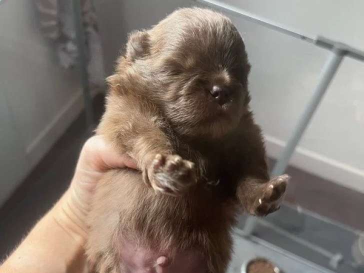 Chiot Spitz nain mâle chocolat à vendre non LOF né en mai 2026