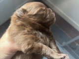 Chiot Spitz nain mâle chocolat à vendre non LOF né en mai 2026