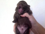 Chiot Spitz nain mâle chocolat à vendre non LOF né en mai 2026