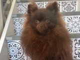 Chiot Spitz nain mâle chocolat à vendre non LOF né en mai 2026