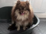 Chiot Spitz nain mâle chocolat à vendre non LOF né en mai 2026