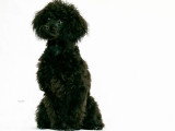 5 chiots Caniche mâles LOF nés en avril 2026 à vendre