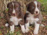 Réservation de 9 chiots Border Collie non LOF nés en mai 2026