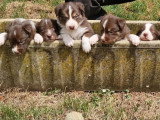 Réservation de 9 chiots Border Collie non LOF nés en mai 2026