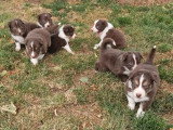 Réservation de 9 chiots Border Collie non LOF nés en mai 2026