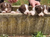 Réservation de 9 chiots Border Collie non LOF nés en mai 2026