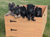 Magnifique chiot Groenendael LOF à vendre