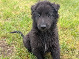 Magnifique chiot Groenendael LOF à vendre