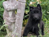 Magnifique chiot Groenendael LOF à vendre