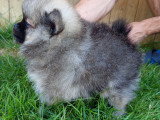 Adorables Spitz Nains LOF à vendre