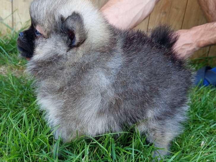 Adorables Spitz Nains LOF à vendre