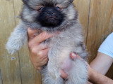 Adorables Spitz Nains LOF à vendre