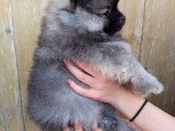 Adorables Spitz Nains LOF à vendre