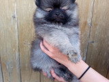 Adorables Spitz Nains LOF à vendre