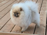 Adorables Spitz Nains LOF à vendre