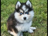 3 chiots Pomsky non LOF nés en mars 2026 à vendre