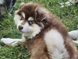 3 chiots Pomsky non LOF nés en mars 2026 à vendre