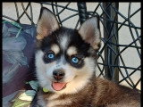 3 chiots Pomsky non LOF nés en mars 2026 à vendre