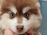 3 chiots Pomsky non LOF nés en mars 2026 à vendre