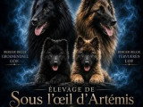 6 chiots Berger Belge LOF nés en juin 2026 à réserver